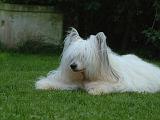 CHIEN NU CHINOIS 295